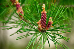 Ветка сосны / Шишка и зеленые иголки