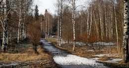 Березы..... / Петербург. Шуваловский парк. Апрель