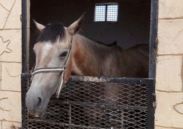 Готов участвовать в состязаниях / Готов участвовать в состязаниях