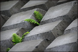 Жизнь / Зелёный росток пробился сквозь бетон