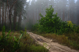 Туманный лес / утро с туманом в сосновом бору
