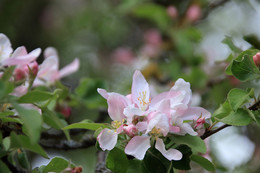 Дикая яблоня цветёт / Белыми яркими пятнами цветущих диких яблонь покрылись парки и улицы Обнинска в мае 2017-го.