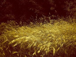 Golden grass in early morning / https://www.youtube.com/watch?v=u81CTfbc99c