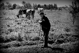 90-летний пастух / 90-летний пастух успевает следить за коровами и дважды в день пасти их.