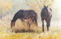 Тихим утром сентября / ***