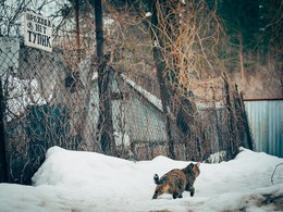 Я знаю, что я буду делать этим летом / Этим летом я буду гулять по свежевыпавшему снегу и нарушать запреты