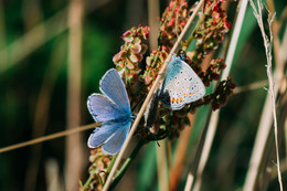 Голубянка красивая / Polyommatus bellagrus