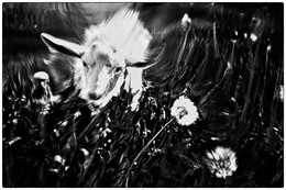 &quot;Коза Машка пасётся на лужайке у дома&quot; . Тайга, июнь 2017г. / Из альбома &quot;Чёрно-белая деревенька&quot;