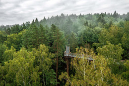 Тропа над лесом / Pinewood after heavy rain during the summer