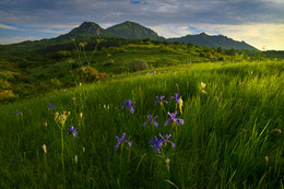 Ирисная поляна / Дикие ирисы цветут на склоне горы Бештау