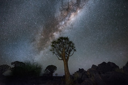Кивертри Форест Парк / Колчанное дерево (Quivertree), которое встречается на юге Намибии, имеет листья похожие на побеги алоэ