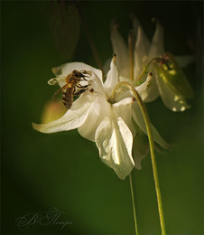 Пчёлка и полевой цветок / Июнь