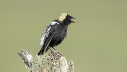 Bobolink / Рисовая птица, Боболинк, Рисовый трупиал (лат. Dolichonyx oryzivorus) — птица из семейство трупиаловых. Населяет открытые пространства умеренных широт Северной Америки. Зимует в пампе Аргентины и Парагвая.