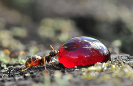 Любитель вкусняшки :) / рыжий муравей