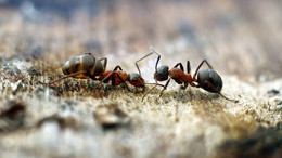Муравьи на водопое / Стоит отметить, что муравьи являются общественными насекомыми, образующими 3 касты: самки, самцы и рабочие особи. Самки и самцы крылатые, рабочие особи - бескрылые. Муравьи живут семьями в гнёздах, называемых муравейниками, которые устраивают в почве, древесине, под камнями; некоторые сооружают муравейники из мелких растительных частиц и т.п. Распространены по всему миру, за исключением Антарктиды и некоторых удалённых островов, образуя 10-25 % земной биомассы наземных животных. В мире более 14 000 видов, распространённых преимущественно в тропиках. В Палеарктике около 1150 видов, в России обитает около 300 видов.