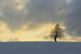 &nbsp; / Dieses Foto habe ich während eines Winterspaziergangs geschossen - Ziel war eigentlich die &quot;Tüfels Chille&quot; - Diese Szene hat mich aber viel mehr begeistert...