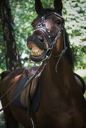 Одиночный кадр / улыбка коня