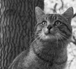 котэ / ________