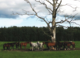 a herd of horses under an old oak tree / лошади на отдыхе