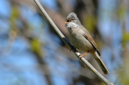 Серая славка / ***