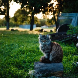 Кот / Кот