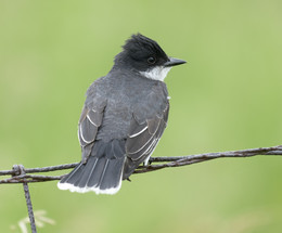 Eastern Kingbird~Королевский тиранн / Королевский тиранн живёт в лесах, прериях, а также в садах и парках больших городов на всей территории Североамериканского континента от юга Канады до Флориды. На юго-западе ареал доходит до Техаса и Нью-Мехико. Осенью он мигрирует на зимовку большими стаями на юг Мексики и на северо-запад Южной Америки. Королевский тиранн известен своей агрессивностью. Он атакует даже намного больше его по размеру дневных хищных птиц и обращает в бегство когтями и клювом ворон, но, как ни парадоксально, он не трогает ласточек даже на гнездовом участке. Часто птиц можно наблюдать сидящими на заборах с колючей проволокой В регионах зимовки птицы ведут себя очень мирно и живут стаями по несколько тысяч птиц.