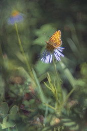 бабочки-цветочки / Nikon D90, Гелиос-44