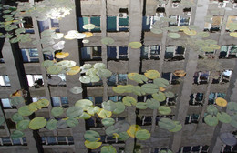Отражение в бассейне / отражение здания в бассейне с кувшинками