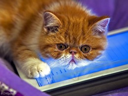 Кто у планшета убрал "Мышку"?... / Порода - экзот.