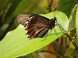 &nbsp; / Выставка живых экзотических бабочек в Мюнхене