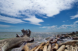 Обское море / деревья когда то ушедших лесов под воду