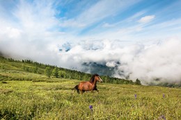 Где-то на Алтае / Утро, кони ещё отдыхают...