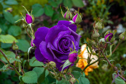 Роза Парфюм де Рэв / Очень интересная роза, которая привлекает к себе внимание своим неповторимом цветом.