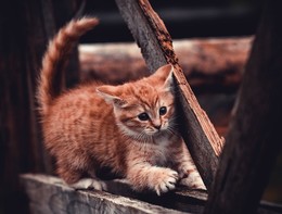 Юный хищник / рыжий беспородный котеноче