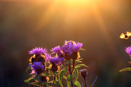 в поле... / Подмосковье