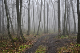 Осенний лес / Лес в пелене утреннего тумана