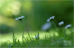 Gänseblümchen in der Wiese / Blüten, Wiese, macro,