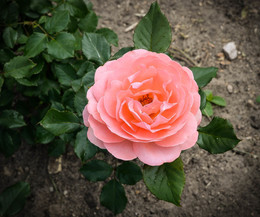 Роза / из ботанического сада