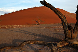 dune / Forty-fifth dune in the Sossusvlei in the Namibian Desert
