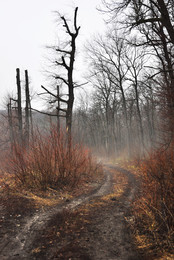 Дорога в туман / Туманный рассвет в лесу