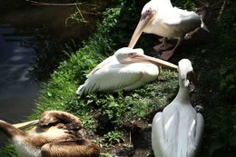 Лалик. / Изящество пеликаньей семьи напомнило творения великого Рене Лалика.