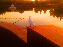 Una Paloma Blanca / Одинокая белая голубка