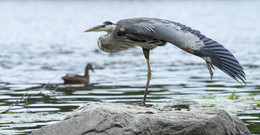 Great blue heron (male) / Большая голубая цапля 
== 
Большая голубая цапля является самой крупной цаплей Северной Америки, её полная длина составляет 97—137 см, а вес 2,1—2,5 кг. Средний размах крыльев — 213 см. Крылья длинные, закруглённые. Клюв длинный, на конце имеет коническую форму, окрашен в светло-жёлтый цвет. Хвост короткий. Ноги длинные, зелёные. Шея также длинная. Оперение в верхней части тела серое, на шее имеются белые, чёрные и ржаво-коричневые полосы. У самцов на затылке имеется густой хохолок чёрных перьев. Также самцы несколько крупнее самок == 
В этом сезоне первый раз удалось более-менее поработать с этой птицей По обыкновению цапля занята охотой и это означает состояние полной неподвижности и не имеет значения сколько было сделано снимков: все они будут похожи друг на друга и самое обидное , что расслабившись зачастую упускаешь шанс сделать хороший снимок.........