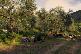Вечером в оливковом саду / Пасутся овцы.