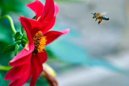 На подлёте / Пчела и цветок