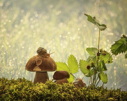 Из серии Лесные истории / летний натюрморт с грибами