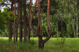 Деревья бывают разные: однодвузтрехверхушкообразные... / И все равно красиво как не говори...