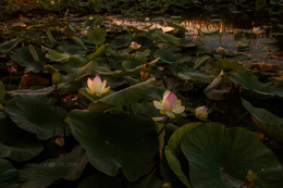 Восход солнца на озере лотосов / Авторский фотопроект &quot;Русалки&quot;
