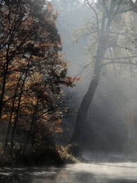 Осенний свет..... / Осиновая Роща. Октябрь