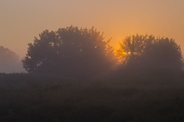 Ежики в тумане / Летний рассвет с туманом и деревьями!